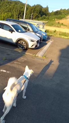 のあ君のお散歩問題の記事動画