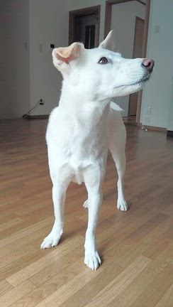 愛犬とドライブ、の前に。の記事動画