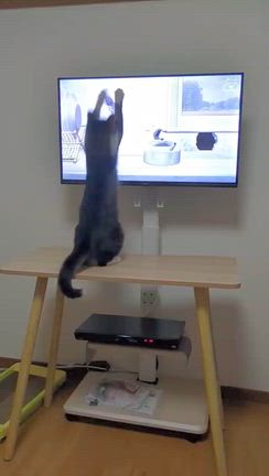 私が入院してからの犬猫たちの様子が心配の記事動画