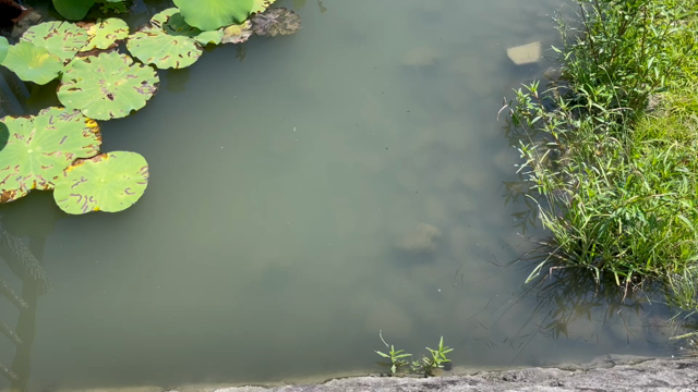 おたまじゃくしの息継ぎ❤️ 蓮の花の池にて♪の記事動画