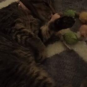 ほのぼのナッツ。の画像