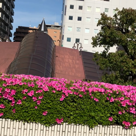 きょうの鳩友／動画の画像