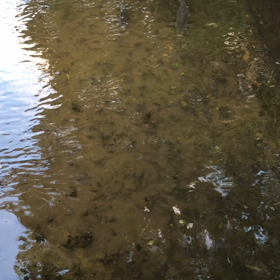 鯉友7／動画の画像