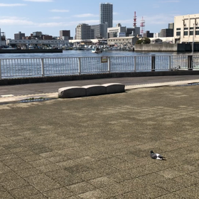 きょうの鳩とも／動画の画像
