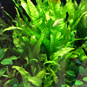病院の水槽の画像