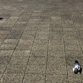 きょうの鳩友／動画の画像