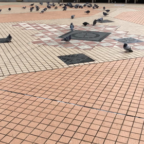 2020/11/29はと①動画の画像