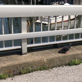 きょうの鳩とも／動画の画像