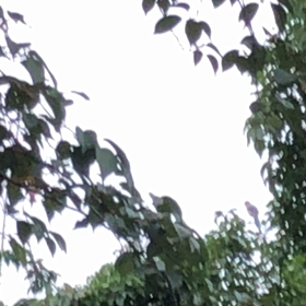 鳥／動画の画像