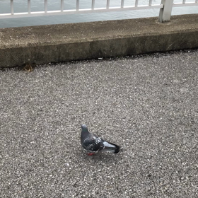 きのうの鳩友2／動画の画像