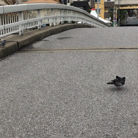 きのうの鳩友3／動画の画像