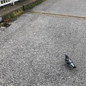 きのうの鳩友1／動画の画像