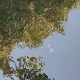 亀の画像