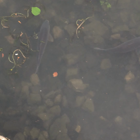きのうの魚友／動画の画像