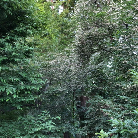 白い花びら落ちる／動画の画像