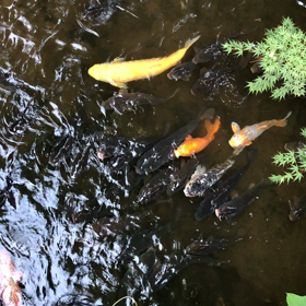 鯉の画像