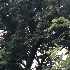 鳥／動画の画像