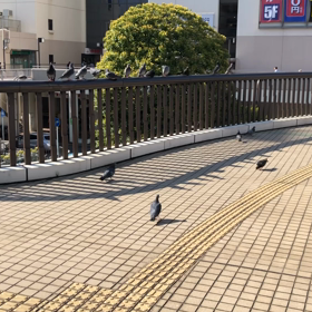 きょうの鳩友／動画の画像