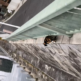 猫の画像