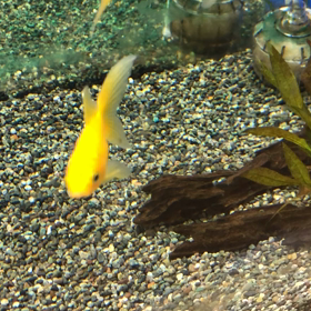黄金魚／コーナンの画像