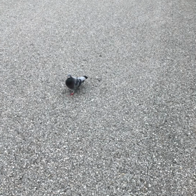 きのうの鳩友1／動画の画像