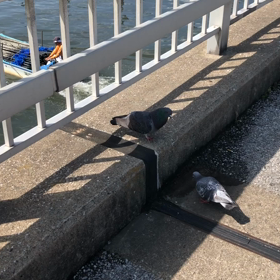 きょうの鳩とも／動画の画像