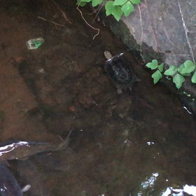 亀／動画の画像