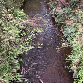 きょうの玉川上水/動画の画像