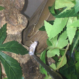 Gekko vittatus：デュビア捕食の画像