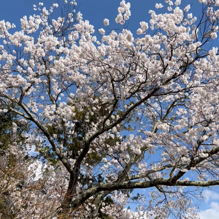 【桜満開】日本に5つしかない国宝のお城へ 9/100の記事動画