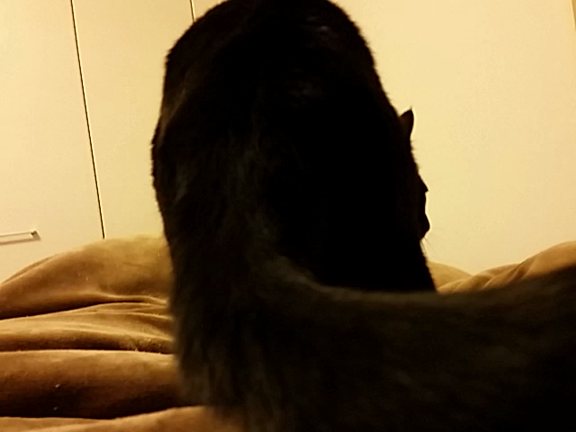 さみしがり猫の記事動画