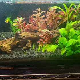 お店の水槽の画像