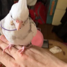 …の画像