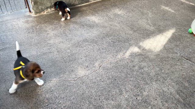 ５月３１日　日曜日　の記事動画
