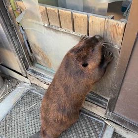 カカオ王子の画像