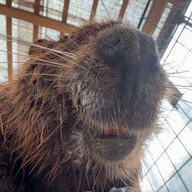 カカオくんの画像