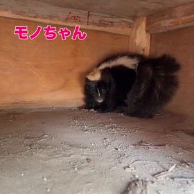 シマスカンクのモノちゃんの画像
