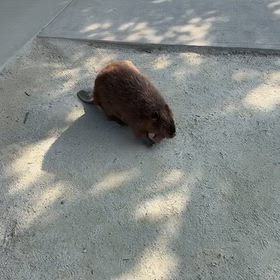 えいたくんの画像
