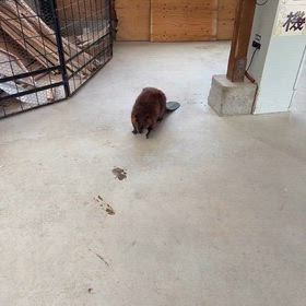 きよちゃんの画像