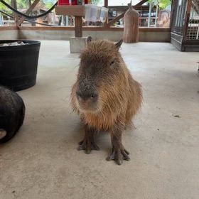 雨の日のトリアスふれあい動物園の画像