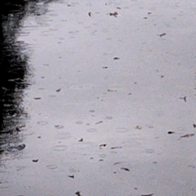 また朝から雨の画像