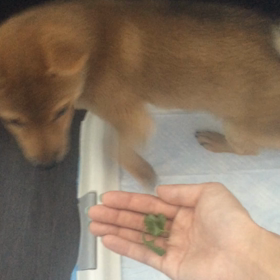 犬とパクチーの画像