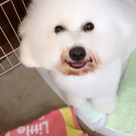 メリーちゃんの画像