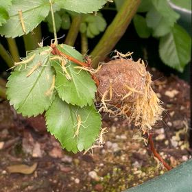 カマキリの孵化（閲覧注意）の画像