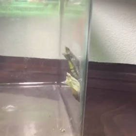 アゲハ蝶のふかの画像
