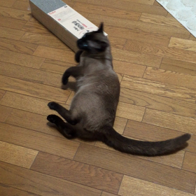 おみやげにの画像