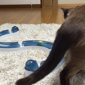 もし、良かったら（動画）の画像