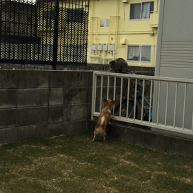 チワワ日記 〜それぞれの性格〜の画像