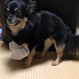 チワワ日記 〜イラチなチワ男〜の画像