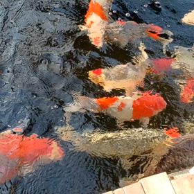 水温急降下の画像